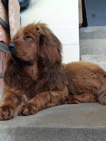 zbog-preseljenja-u-inostranstvo-dve-zenke-tibetskog-mastifa-na-udomljavanje-big-1