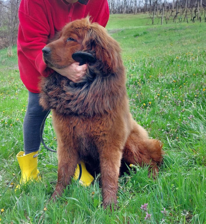 zbog-preseljenja-u-inostranstvo-dve-zenke-tibetskog-mastifa-na-udomljavanje-big-3