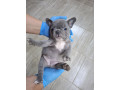 plavi-sivi-francuski-buldozi-small-1