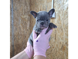 Plavi Sivi Francuski buldozi