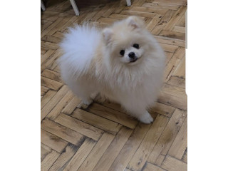 Pomeranac, prelepi Boo štenci