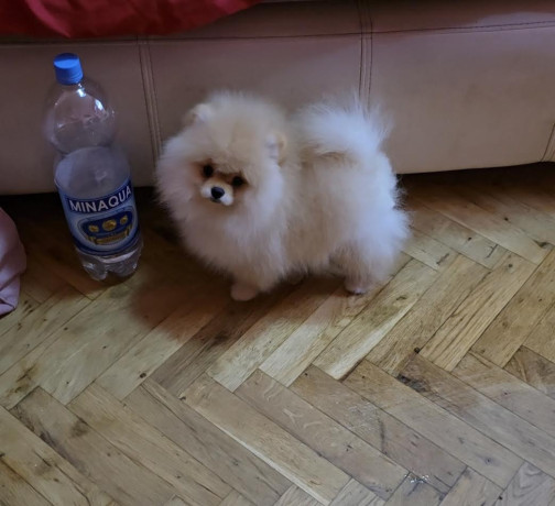 pomeranac-prelepi-boo-stenci-big-3