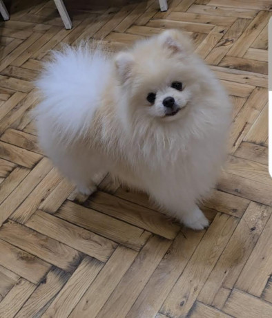 pomeranac-prelepi-boo-stenci-big-0