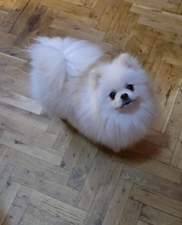 pomeranac-prelepi-boo-stenci-big-1