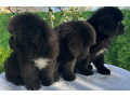 zenke-njufaundlenda-small-4