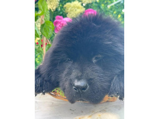 Ženke njufaundlenda