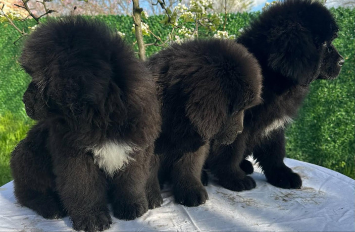 zenke-njufaundlenda-big-4