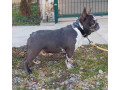egzoticni-muzjaci-za-parenje-small-2