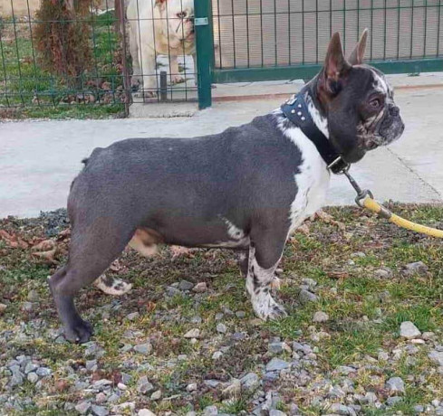 egzoticni-muzjaci-za-parenje-big-2