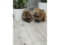 prelepi-boo-medvedici-small-1