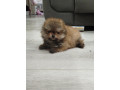 prelepi-boo-medvedici-small-3