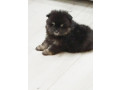 prelepi-boo-medvedici-small-4