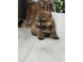 prelepi-boo-medvedici-small-0