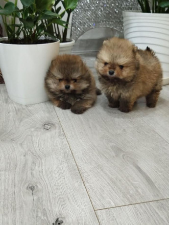prelepi-boo-medvedici-big-1