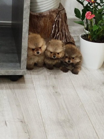 prelepi-boo-medvedici-big-2