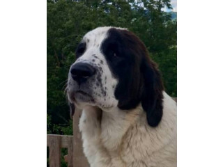 Alabai - srednjeazijski ovčar štenci