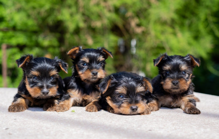 mini-jorksirski-terijeri-stenci-big-1