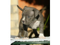 american-bully-americki-buli-small-1