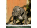 american-bully-americki-buli-small-2