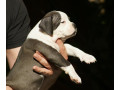 american-bully-americki-buli-small-3
