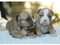 american-bully-americki-buli-small-0