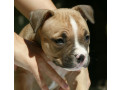 american-bully-americki-buli-small-4