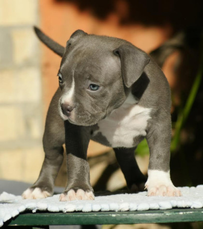 american-bully-americki-buli-big-1