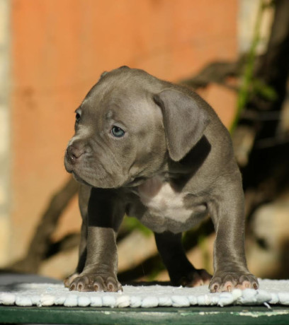 american-bully-americki-buli-big-2