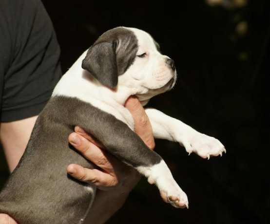 american-bully-americki-buli-big-3