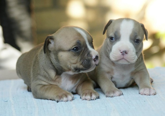 american-bully-americki-buli-big-0