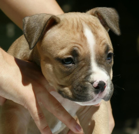 american-bully-americki-buli-big-4