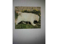 golden-sanitacteamday-small-3