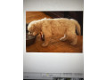 golden-sanitacteamday-small-1