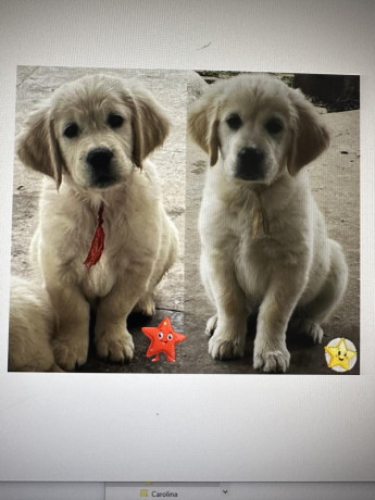 golden-sanitacteamday-big-4