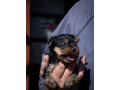 joksir-terijer-stenad-small-4
