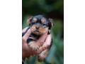 joksir-terijer-stenad-small-1