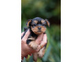 joksir-terijer-stenad-small-3