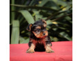 joksir-terijer-stenad-small-2