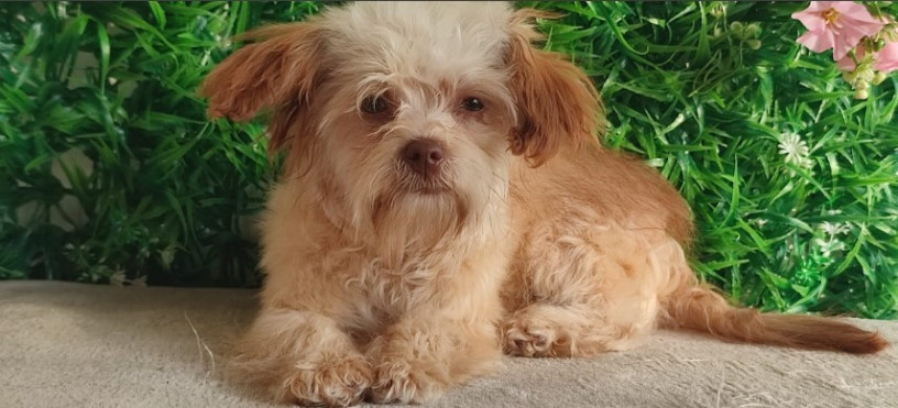 stenci-bolonka-zwetna-big-4