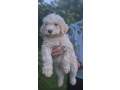 stenci-lagotto-romagnolo-small-2