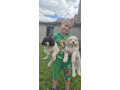 stenci-lagotto-romagnolo-small-0