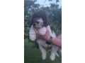 stenci-lagotto-romagnolo-small-1