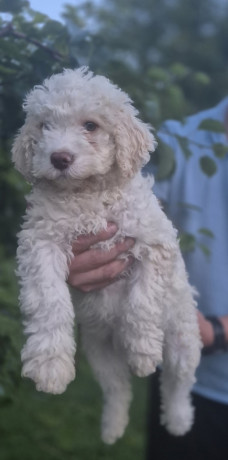 stenci-lagotto-romagnolo-big-2