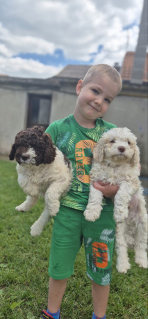 stenci-lagotto-romagnolo-big-0