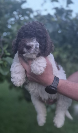 stenci-lagotto-romagnolo-big-1