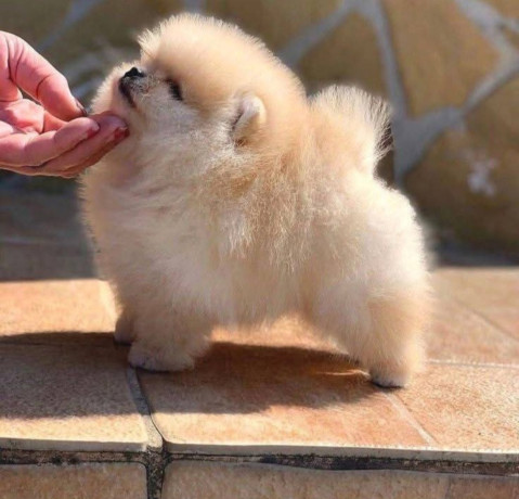 dostupan-prelepi-krem-muzjak-pomeranca-big-0