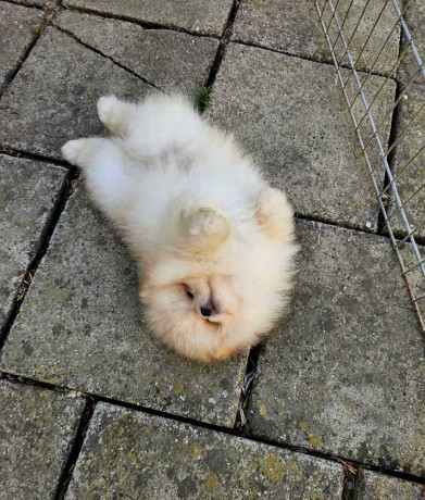 dostupan-prelepi-krem-muzjak-pomeranca-big-1