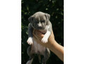 americki-staford-small-3
