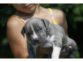 americki-staford-small-2