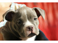 americki-staford-small-0